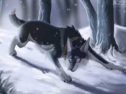 WolfieAlexis