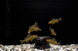 adriansrubins