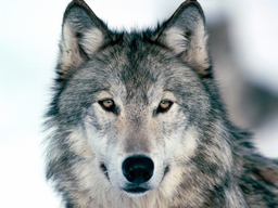 wolfkid