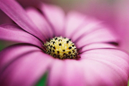 FloralEyesd