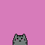 Random cat