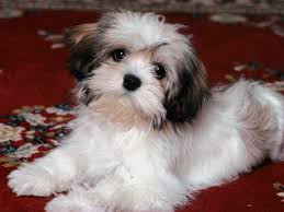 hevanese