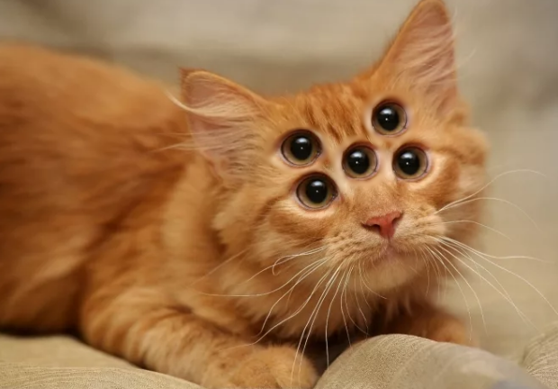 mutation cat eyes 5 mutant