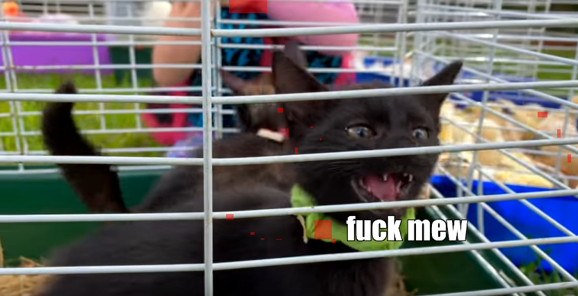 this is an angry kitten that swears and meows nastya hide your photos bad