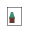 my cactus